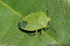 Green stink bug adult