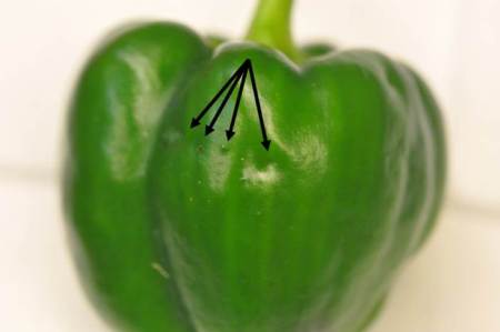 Figure 3: Egg-laying scars (dimples) on pepper fruit