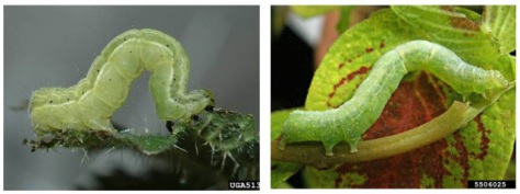 Larvae of Tomato Looper (left) and Cabbage Looper (right) are extremely similar in appearance. DNA sequencing is the only way to accurately tell larvae apart. Photos courtesy of Bugwood.org.