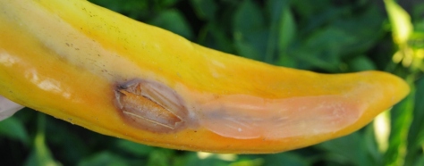 Wounded rotting pepper